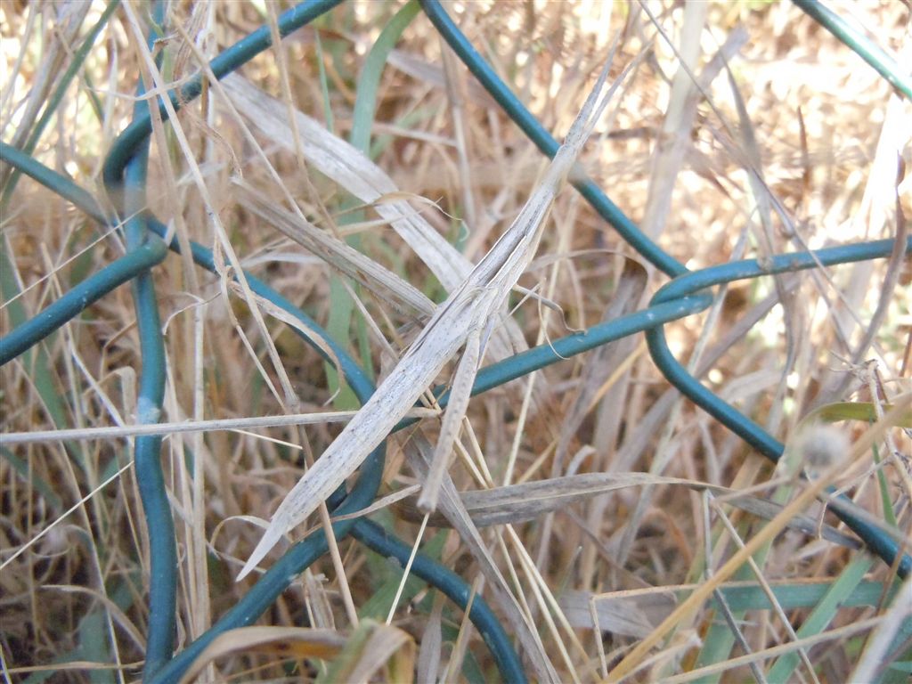 Acrida ungarica mediterranea?